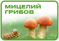 Мицелий грибов