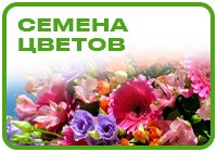 Цветы