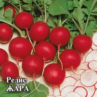 Редис Жара 25,0 г 1026996802 - фото 1513