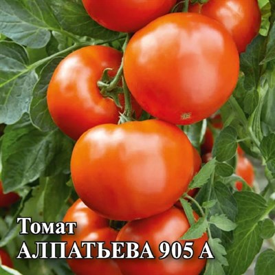 Томат Алпатьева 905 А  25,0 г 10007492 - фото 1847