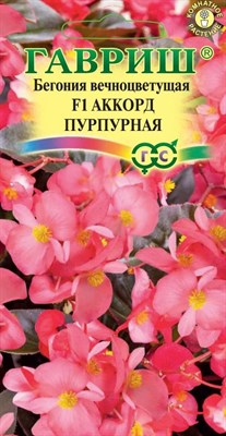 Бегония Аккорд Пурпурная F1 вечноцв. гранул. 4 шт. пробирка 1071857185 - фото 2943