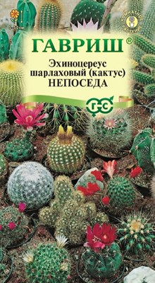 Кактус Непоседа, Эхиноцереус,* смесь 0,05 г 4601937 - фото 3390