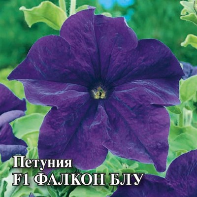 Петуния Фалкон Блу F1 крупноцв. 100 шт.пробирка сер. Профи 1071856167 - фото 4048