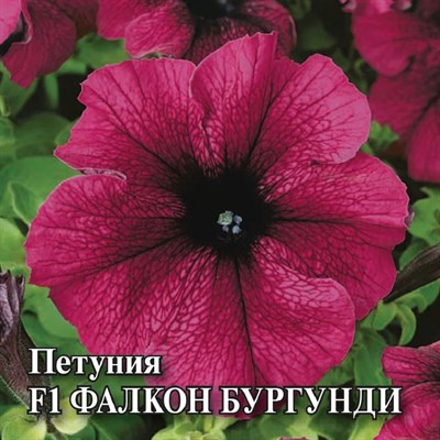 Петуния Фалкон Бургунди F1 крупноцв. 100 шт.пробирка сер. Профи 1071856168 - фото 4050