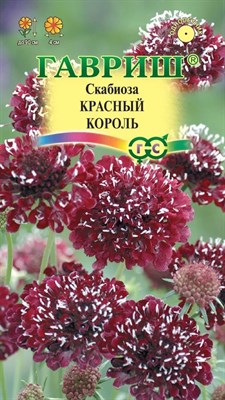 Скабиоза темнопурпурная Красный король махр. 6 шт. Н22 1071858193 - фото 4178