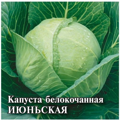 Капуста белокоч. Июньская 10,0 г (ранняя) 1026996730 - фото 41