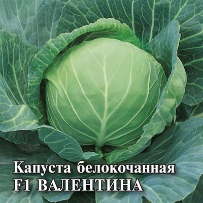 Капуста белокоч. Валентина F1 10,0 г для хранения 1026996727 - фото 4958