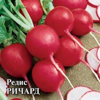 Редис Ричард 100,0 г Н23 1071859978