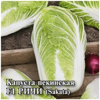 Капуста пекинская Ричи F1 250 шт. (Саката) 1026996746