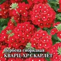 Вербена Кварц- XP Скарлет, гибридная  100 шт.* сер. Профи 1071857127