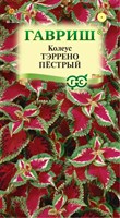 Колеус Тэррено пестрый* 4 шт. 1071857914