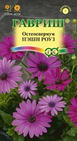 Остеоспермум Пэшн роуз  3 шт. Н23 1071854182