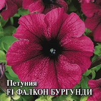 Петуния Фалкон Бургунди F1 крупноцв. 100 шт.пробирка сер. Профи 1071856168