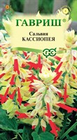 Сальвия Кассиопея*, карликовая  4 шт. 1071858221