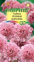 Скабиоза темнопурпурная Розовая королева махр. 6 шт.Н22 1071858195