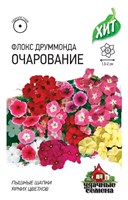 Флокс Очарование, Друммонда, смесь 0,2 г ХИТ х3 1026999283