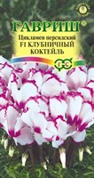 Цикламен Клубничный коктейль, персидский, ароматный * 3 шт. 1999946883