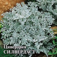 Цинерария Силвердаст (серебристая) 500 шт.* сер. Профи 1071858315